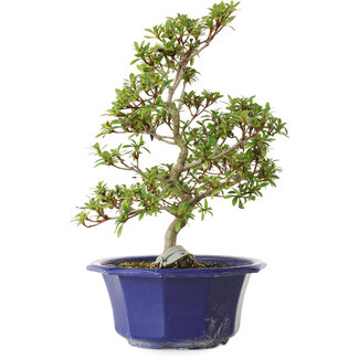 Rhododendron indicum, variëteit onbekend, 30 cm, ± 8 jaar oud