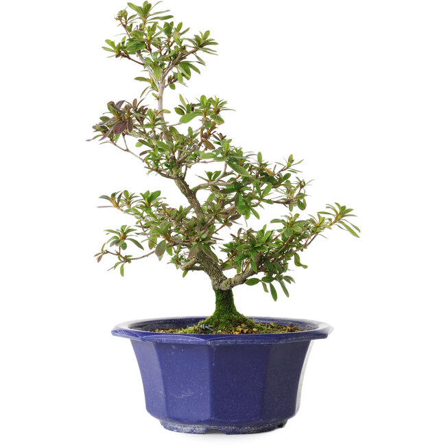 Rhododendron indicum Raiko, 32 cm, ± 8 anni