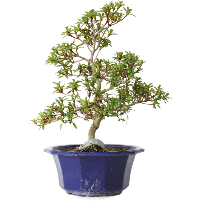 Rhododendron indicum variety unknown, 30 cm, ± 8 years old