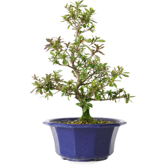 Rhododendron indicum Raiko, 32 cm, ± 8 anni