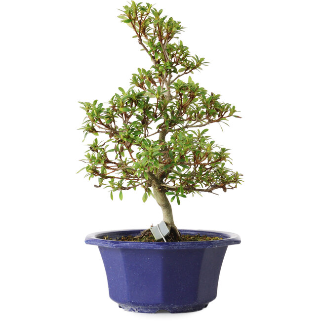 Rhododendron indicum, variëteit onbekend, 30 cm, ± 8 jaar oud