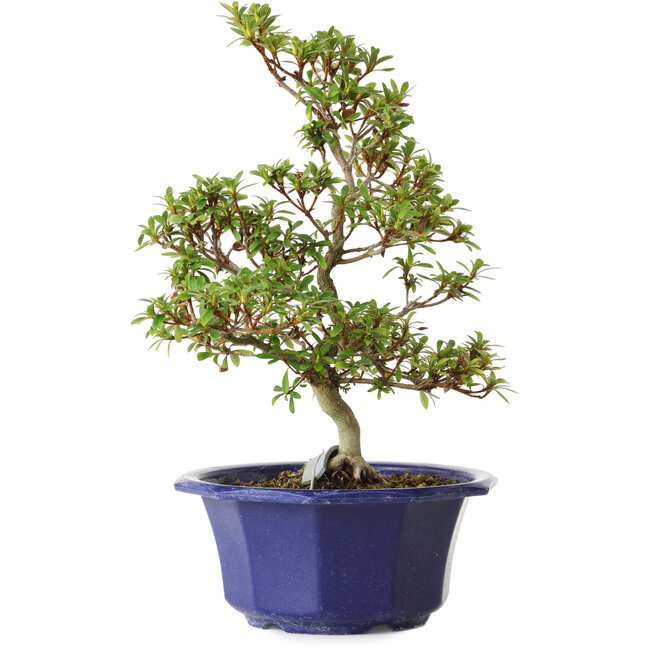 Rhododendron indicum variété inconnue, 30 cm, ± 8 ans