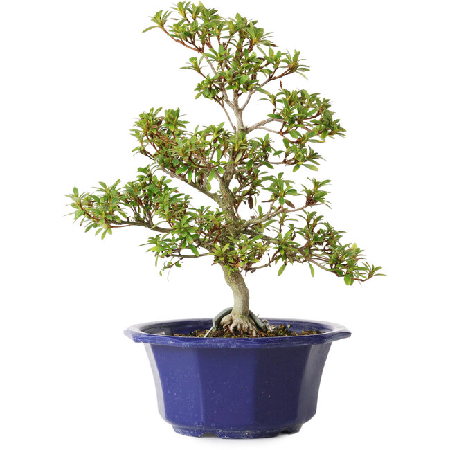 Rhododendron indicum, variëteit onbekend, 30 cm, ± 8 jaar oud