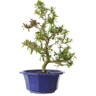 Rhododendron indicum Raiko, 33 cm, ± 8 jaar oud