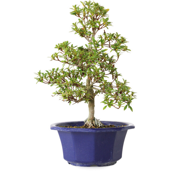 Rhododendron indicum, variëteit onbekend, 30 cm, ± 8 jaar oud