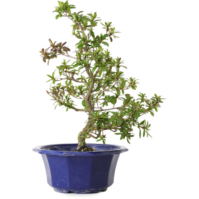 Rhododendron indicum Raiko, 33 cm, ± 8 jaar oud