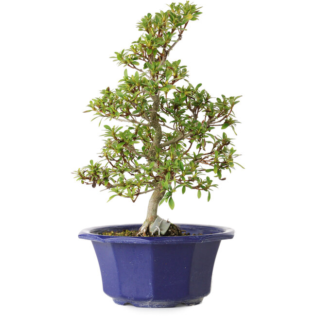 Rhododendron indicum, Sorte unbekannt, 30 cm, ca. 8 Jahre alt