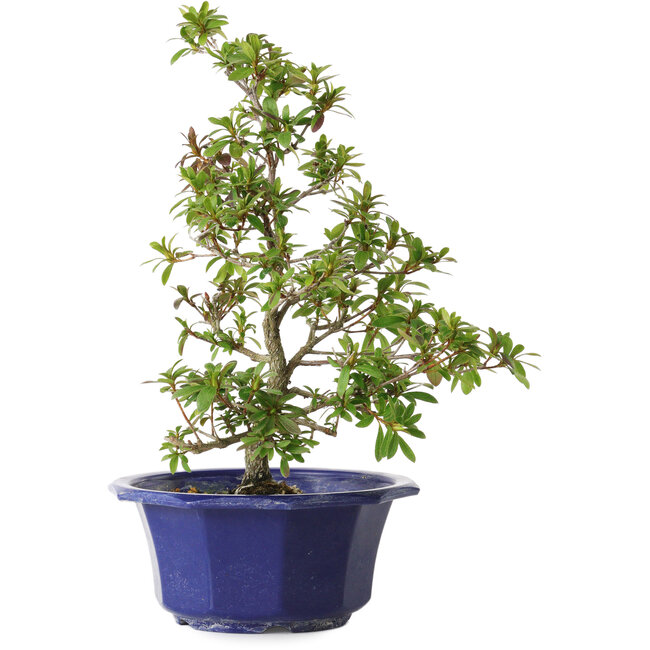 Rhododendron indicum Raiko, 33 cm, ± 8 años