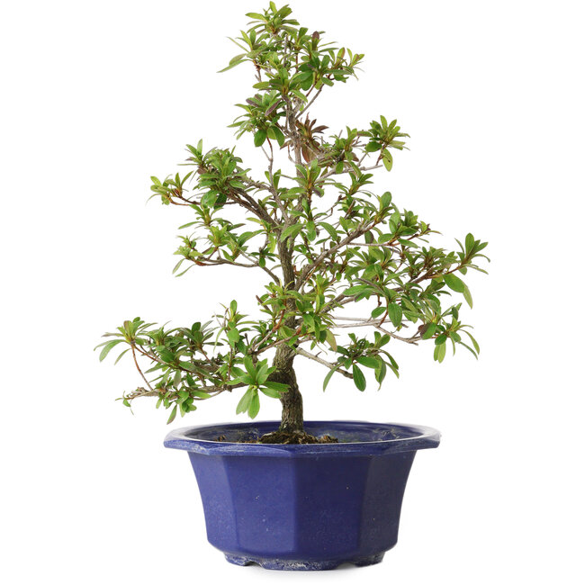 Rhododendron indicum Raiko, 33 cm, ± 8 anni