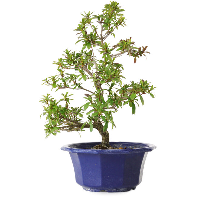 Rhododendron indicum Raiko, 33 cm, ± 8 jaar oud