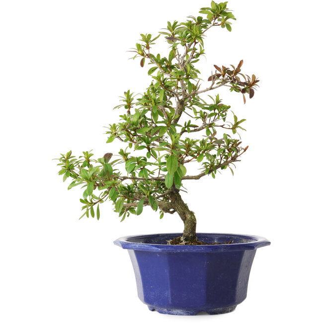 Rhododendron indicum Raiko, 33 cm, ± 8 jaar oud