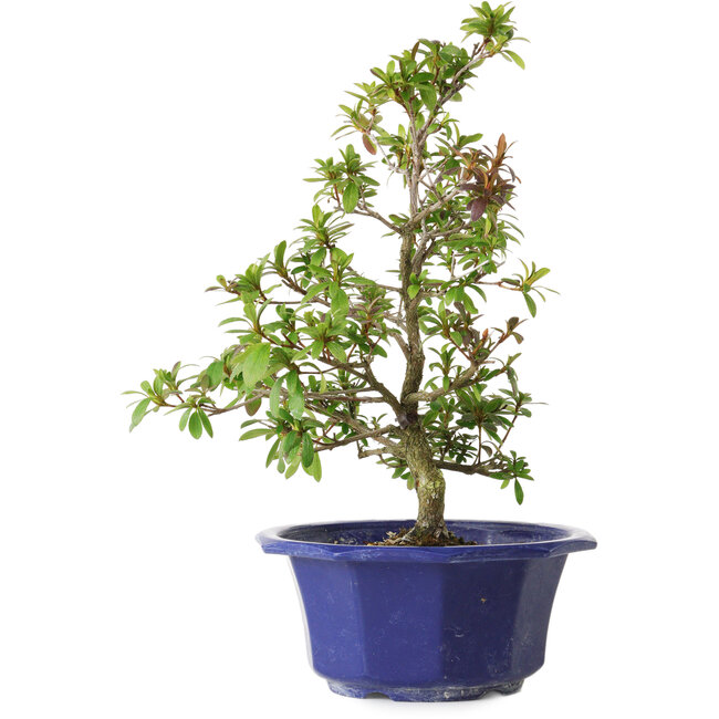 Rhododendron indicum Raiko, 33 cm, ± 8 ans