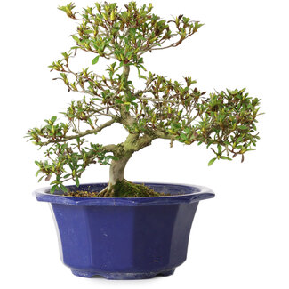 Rhododendron indicum Hotaru, 22 cm, ± 8 años