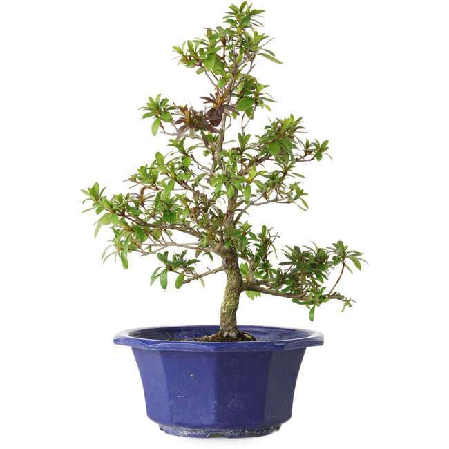 Rhododendron indicum Raiko, 33 cm, ± 8 years old