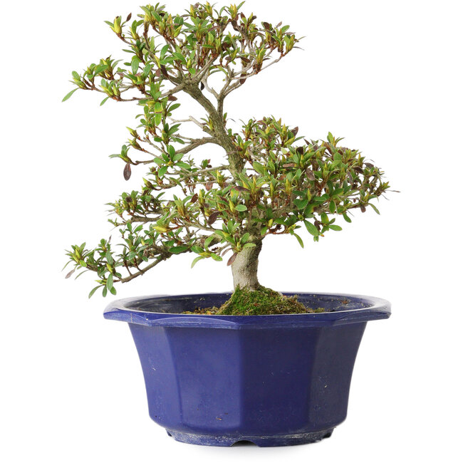 Rhododendron indicum Hotaru, 22 cm, ± 8 jaar oud