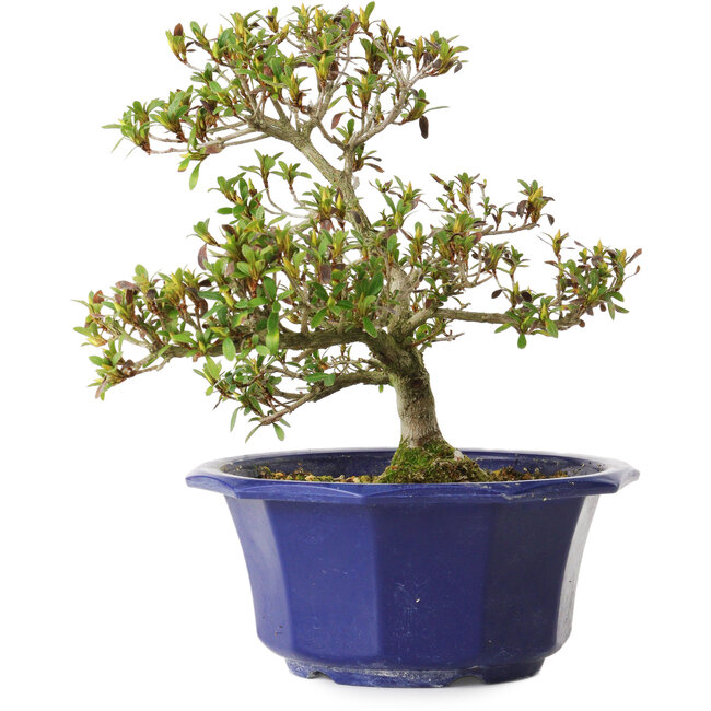 Rhododendron indicum Hotaru, 22 cm, ± 8 ans