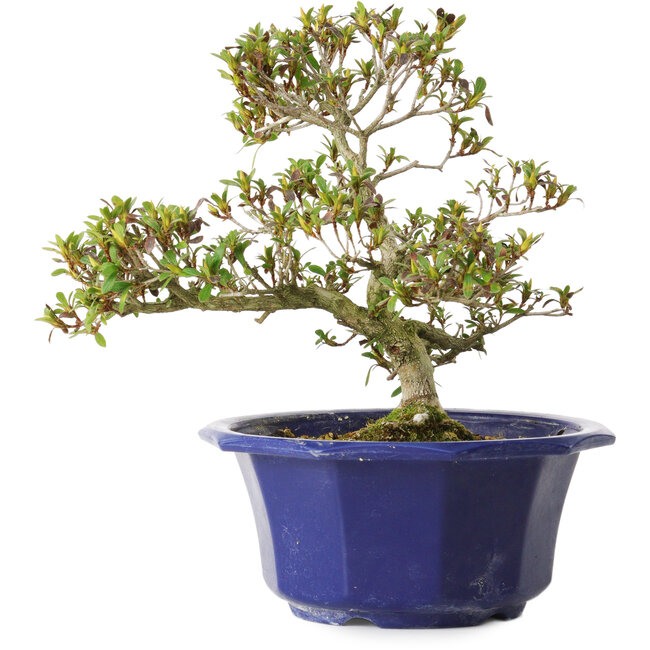 Rhododendron indicum Hotaru, 22 cm, ± 8 years old