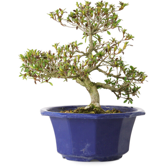 Rhododendron indicum Hotaru, 22 cm, ± 8 anni