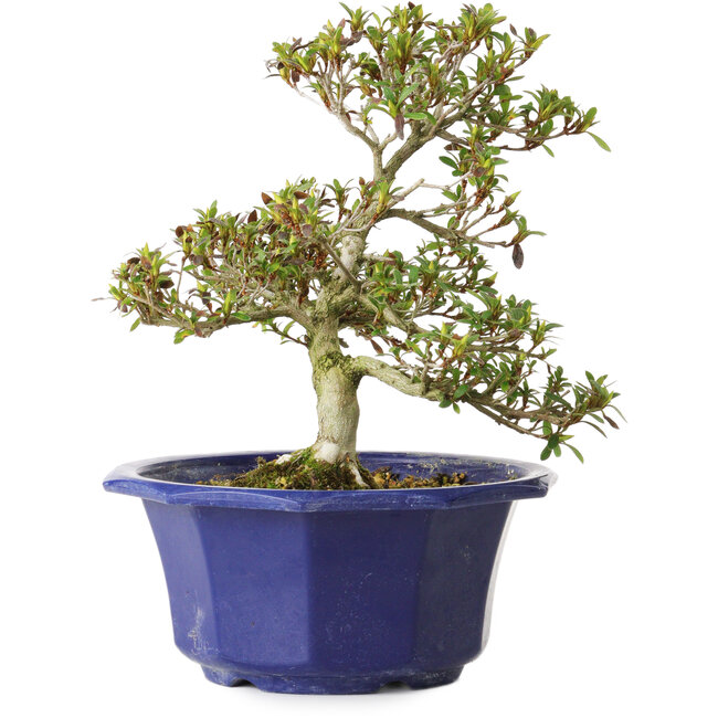 Rhododendron indicum Hotaru, 22 cm, ± 8 años