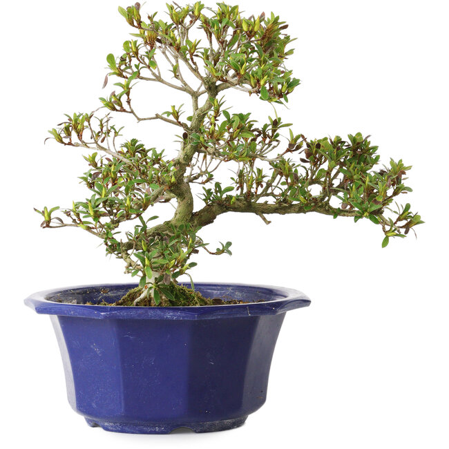 Rhododendron indicum Hotaru, 22 cm, ± 8 jaar oud