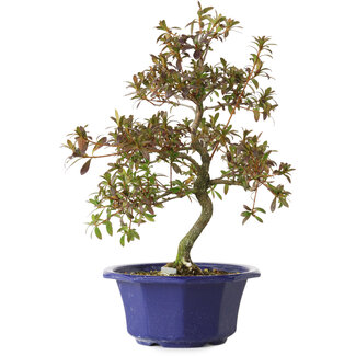 Rhododendron indicum Raiko, 34 cm, ± 8 years old