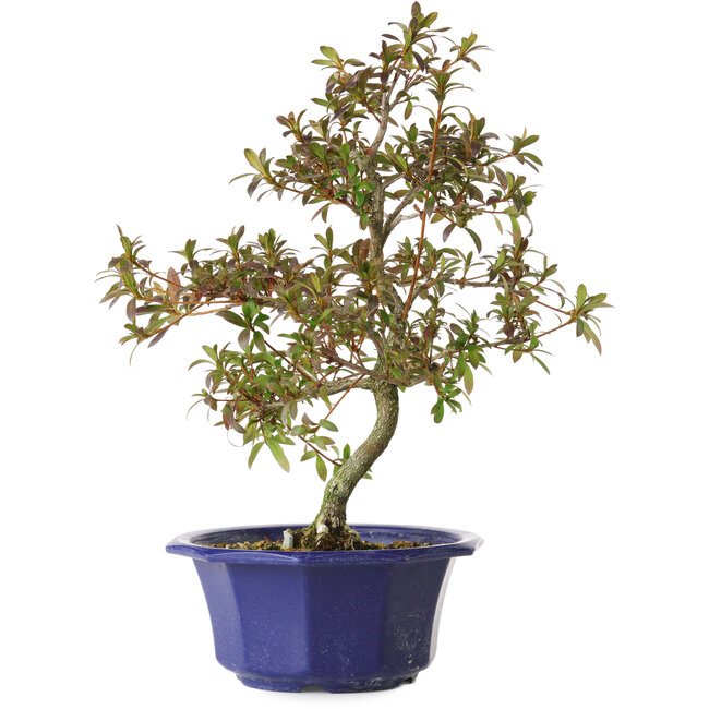 Rhododendron indicum Raiko, 34 cm, ± 8 años