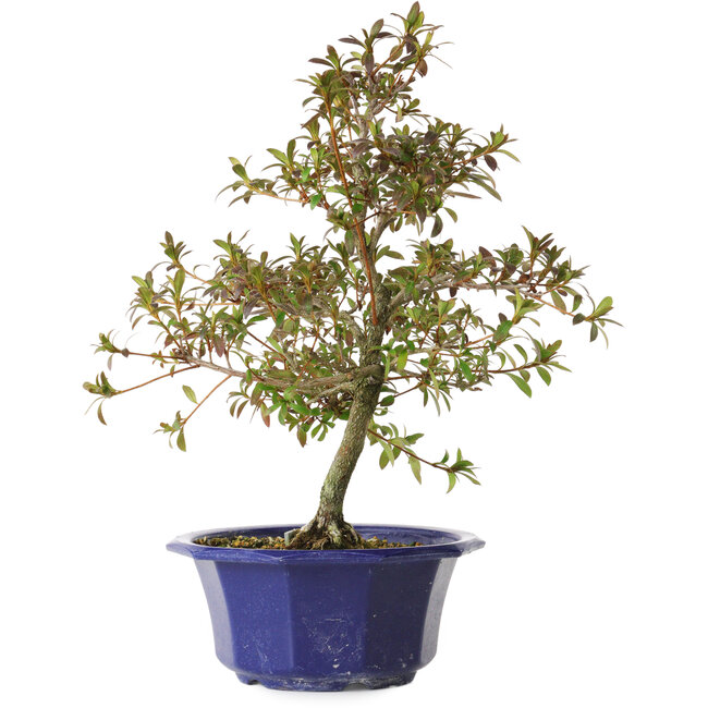 Rhododendron indicum Raiko, 34 cm, ± 8 years old