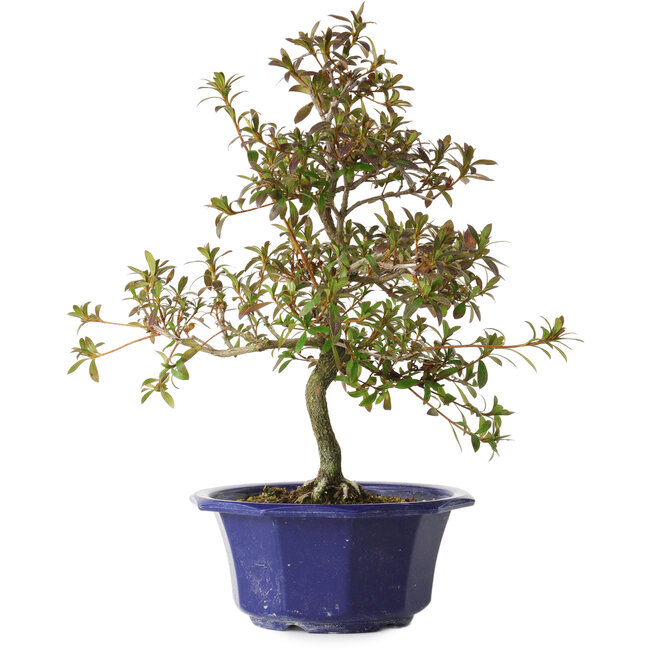 Rhododendron indicum Raiko, 34 cm, ± 8 ans