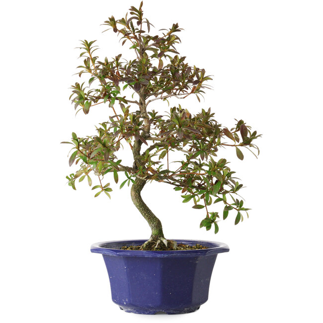 Rhododendron indicum Raiko, 34 cm, ± 8 Jahre alt