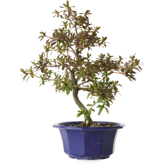 Rhododendron indicum Raiko, 34 cm, ± 8 jaar oud