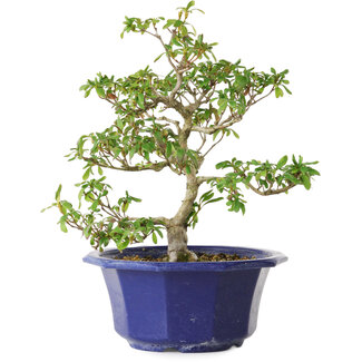 Rhododendron indicum Kasaiwa-No-Hoshi, 27 cm, ± 8 ans