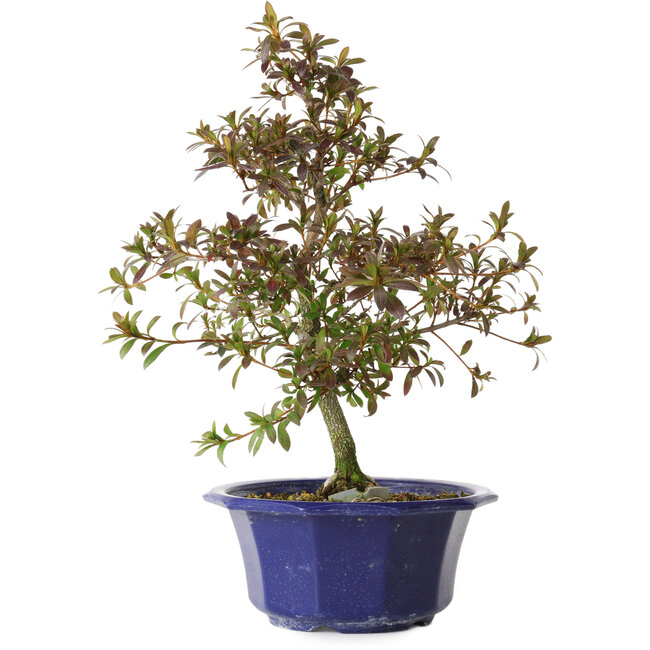 Rhododendron indicum Raiko, 34 cm, ± 8 años