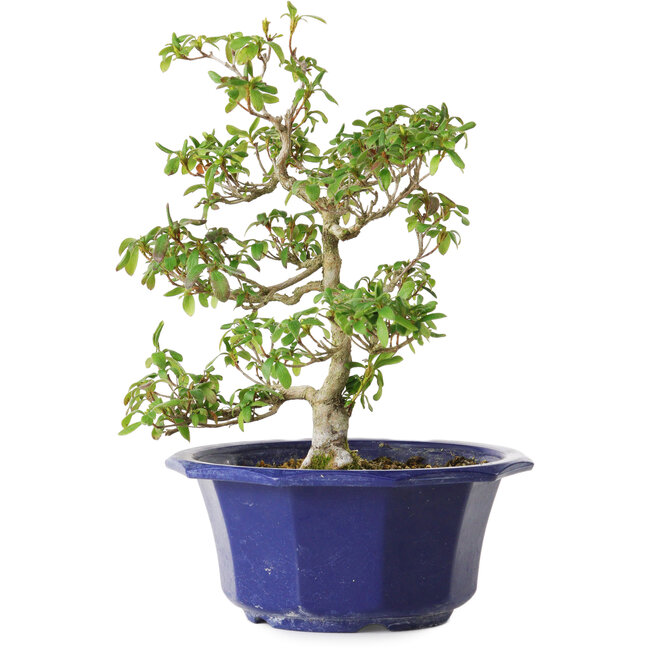 Rhododendron indicum Kasaiwa-No-Hoshi, 27 cm, ± 8 anni