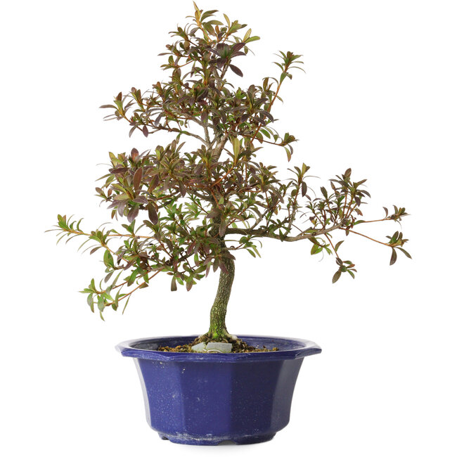 Rhododendron indicum Raiko, 34 cm, ± 8 years old