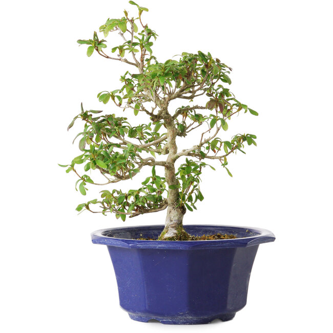 Rhododendron indicum Kasaiwa-No-Hoshi, 27 cm, ± 8 years old