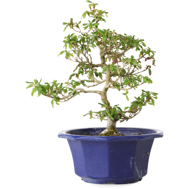 Rododendro indicum Kasaiwa-No-Hoshi, 27 cm, ± 8 años