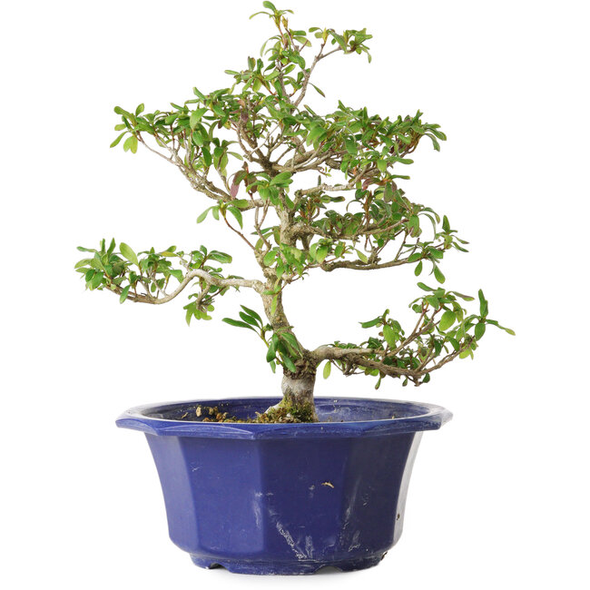 Rhododendron indicum Kasaiwa-No-Hoshi, 27 cm, ± 8 years old