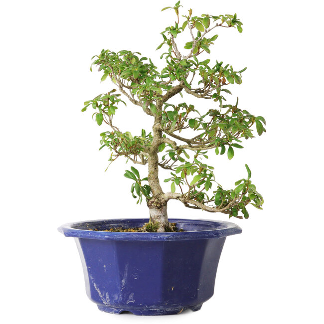 Rhododendron indicum Kasaiwa-No-Hoshi, 27 cm, ± 8 jaar oud