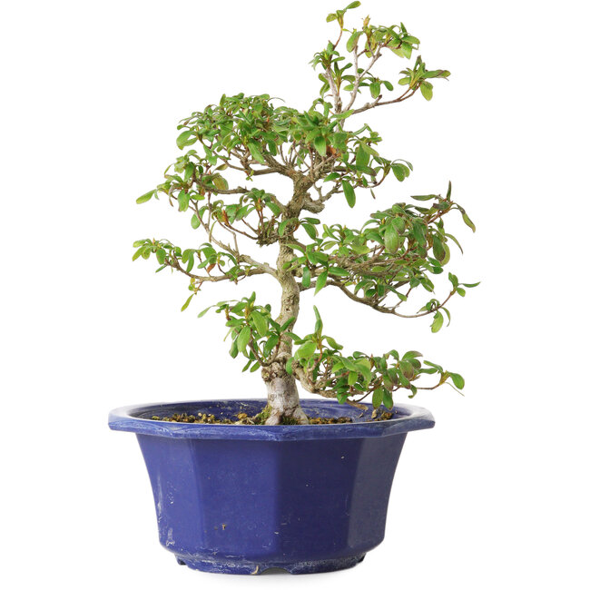 Rhododendron indicum Kasaiwa-No-Hoshi, 27 cm, ± 8 anni