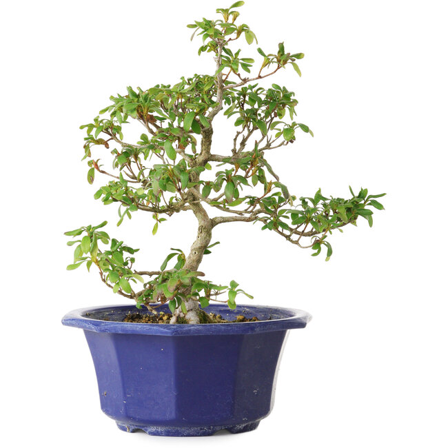 Rhododendron indicum Kasaiwa-No-Hoshi, 27 cm, ± 8 years old