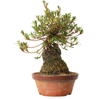 Rhododendron indicum Saiyourin, 28 cm, ± 8 Jahre alt