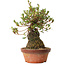 Rhododendron indicum Saiyourin, 28 cm, ± 8 Jahre alt