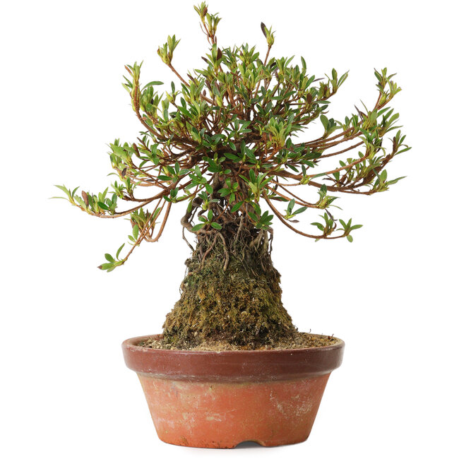 Rhododendron indicum Saiyourin, 28 cm, ± 8 anni