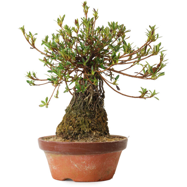 Rhododendron indicum Saiyourin, 28 cm, ± 8 years old