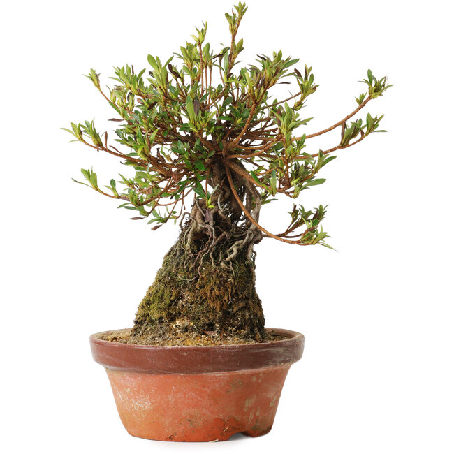 Rhododendron indicum Saiyourin, 28 cm, ± 8 years old