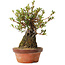 Rhododendron indicum Saiyourin, 28 cm, ± 8 jaar oud