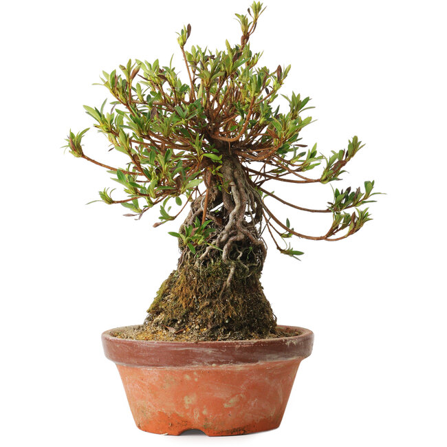 Rhododendron indicum Saiyourin, 28 cm, ± 8 jaar oud