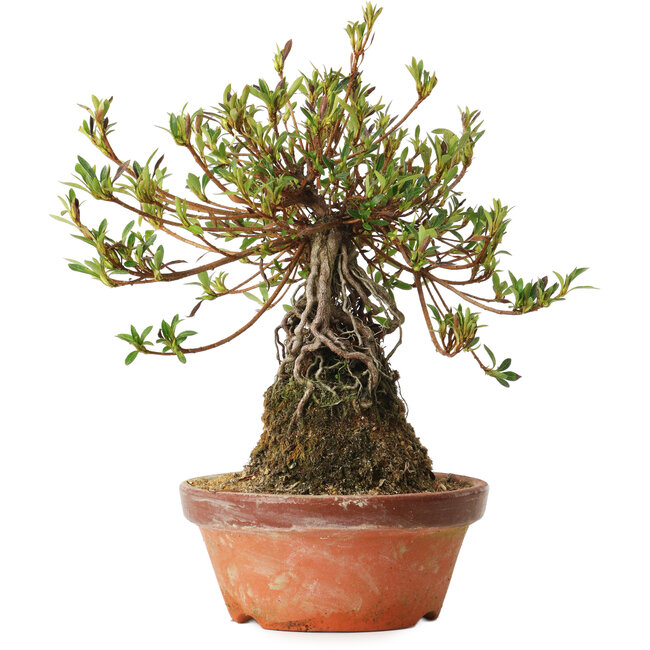 Rhododendron indicum Saiyourin, 28 cm, ± 8 años