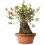 Rhododendron indicum Saiyourin, 28 cm, ± 8 Jahre alt