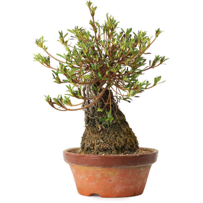 Rhododendron indicum Saiyourin, 28 cm, ± 8 Jahre alt